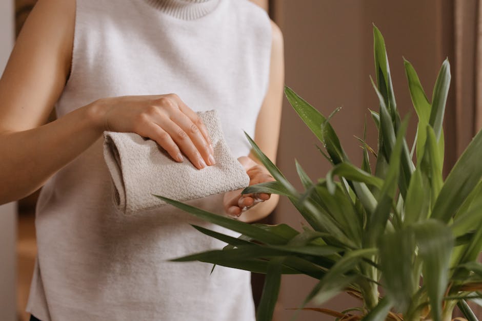 Close-up of woman wiping indoor plant leaves for dust removal, enhancing plant care.